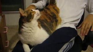 Порка кошки