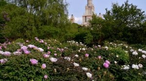 Древовидные пионы с Марианной Успенской. Ботанический сад МГУ. Сезон 2020. http___botsad.msu.ru_