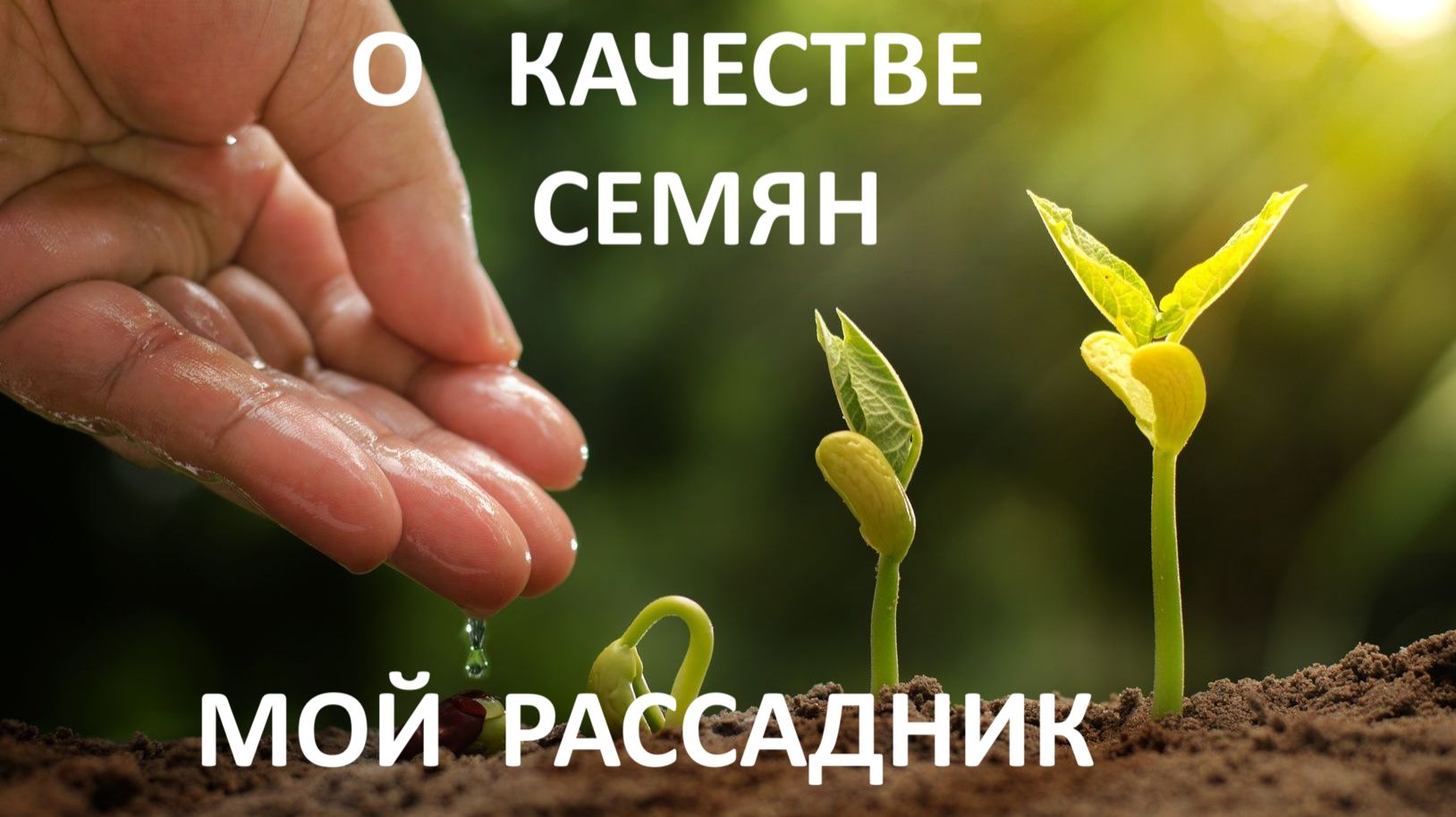 Качество семян! Мой рассадник. Рассуждаю и показываю. смотреть онлайн