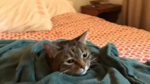 Кот в одеяле с подогревом