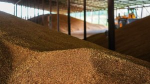 Посольство РФ раскрыло планы по поставкам пшеницы в Мексику