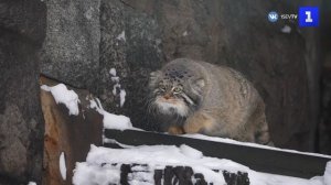 Манул Тимофей прогулялся по своим владениям и добыл перепёлку