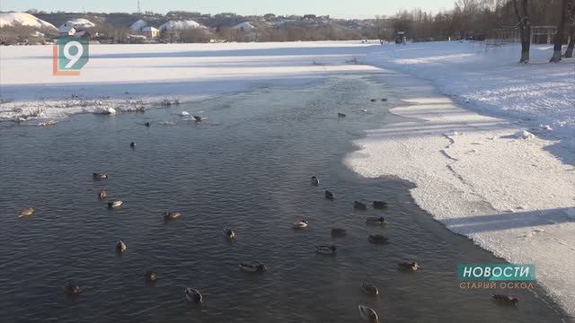 Утки под присмотром: в округе посчитали зимующих водоплавающих смотреть онлайн
