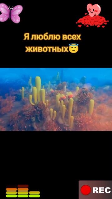 Я люблю всех животных😇 смотреть онлайн