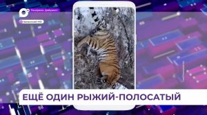 В селе Андреевка сотрудники Охотнадзора Приморья отловили тигра
