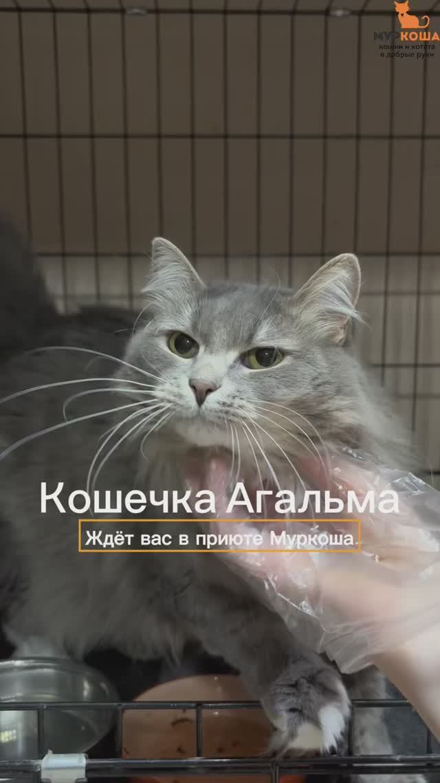 Агальма ждёт вас в приюте #Муркоша