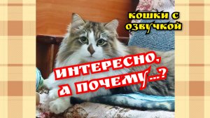 С ОЗВУЧКОЙ. ИНТЕРЕСНО, А ПОЧЕМУ..?
