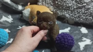 #щенки_чихуахуа возраст 1 месяц 19/01/26 #купить_щенка_продаю_чихуахуа +79215950848