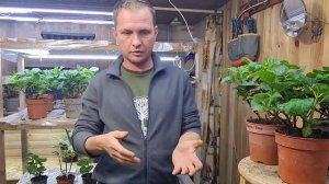 Немного о Европейских полуфабрикатах гортензии