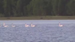 Рыбалка на дергача,удочкой с катера на Белом море!