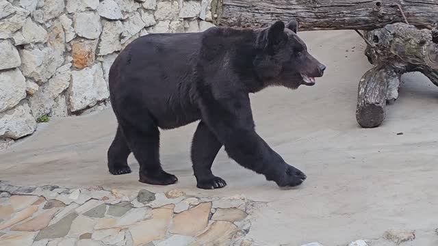 Московский зоопарк смотреть онлайн