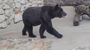 Московский зоопарк