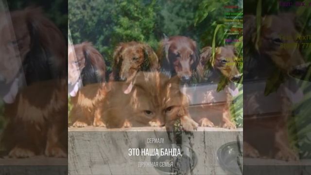 Дружная семья смотреть онлайн