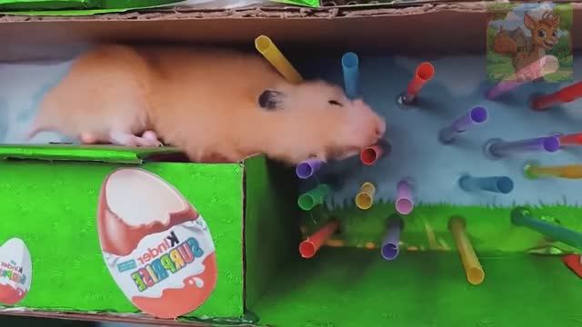 Забавное яйцо, из которого маленький хомячок сбегает из лабиринта!Каков же вкус забавных яиц смотреть онлайн