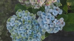 ГОРТЕНЗИИ — всё, что вам нужно знать о выращивании гортензий в вашем саду