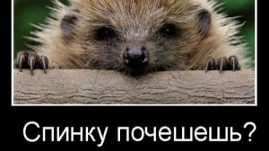 Почесать спинку нубам)