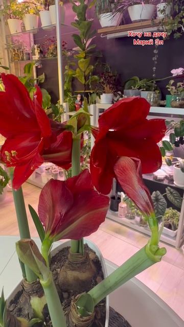 Цветение ГИППЕАСТРУМА смотреть онлайн