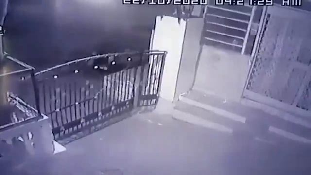 Моменты с Животными Один на Миллион. Видео из интернета. смотреть онлайн