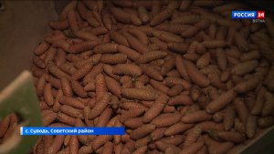 Лесоводы Кировской области начали заготавливать сосновые и еловые шишки на семена