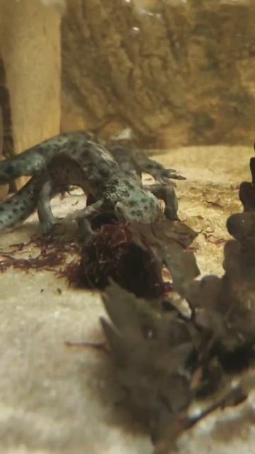 ⚡Рубрика #Красная_Книга📕   Вид – Иглистый (ребристый) тритон.