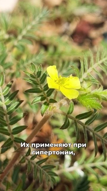 поднимают тестостерон и либидо смотреть онлайн