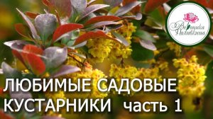 ЛУЧШИЕ САДОВЫЕ КУСТАРНИКИ. часть 1