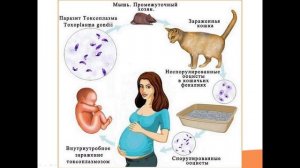 Видео-встреча по биологии 19.01.26