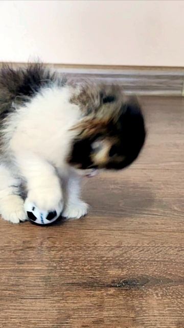 Веселая игра с мячом. #котенок смотреть онлайн