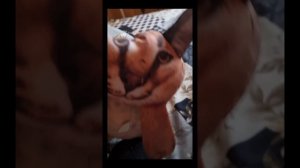 1523.mp4 мемы с шлепой  и его друзьями