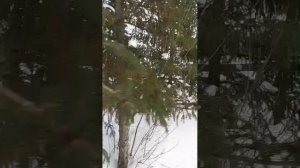 1000086159.mp4🎶Люди будьте добрее 🎶