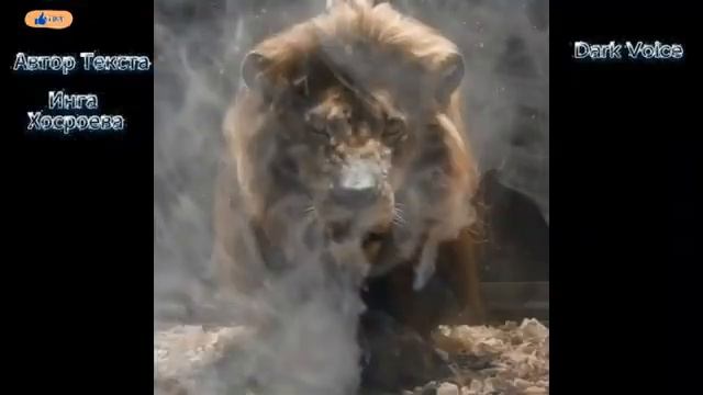 ПРОБУДИТЬ СИЛУ ЛЬВА...ритуальная музыка смотреть онлайн