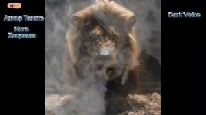 ПРОБУДИТЬ СИЛУ ЛЬВА...ритуальная музыка