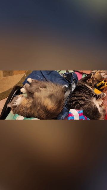 Мой котейка