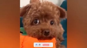 Животные приколы и не только😅