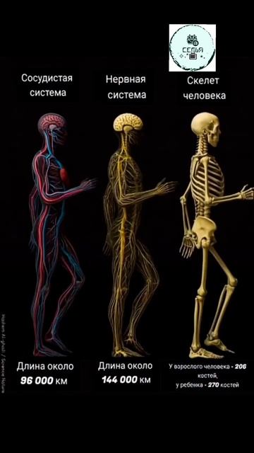 СОСУДИСТАЯ СИСТЕМА НЕРВНАЯ СИСТЕМА СКЕЛЕТ ЧЕЛОВЕКА смотреть онлайн