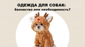Нужно ли одевать собаку?