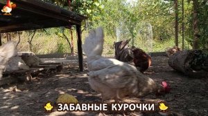 Забавные курочки несушки на сельском подворье 🤗😂😜 (96)