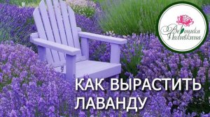 Выращиваем лаванду из семян