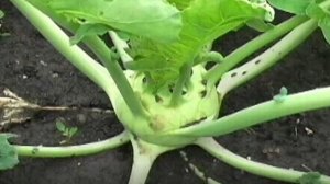 Выращивание капусты кольраби