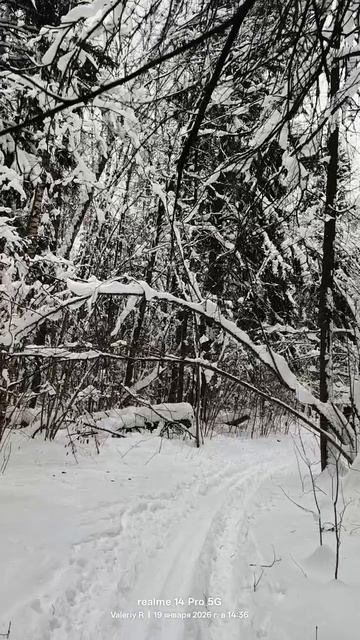 Лыжная прогулка в лесопарке ❄️🌲❄️⛷️❄️🌲❄️🌲❄️ смотреть онлайн