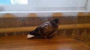 Николаевские голуби спасаю малыша 19.01.2026 г