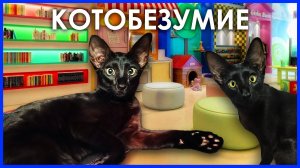 🐱 Хвостатый игрун: кошачьи забавы с игрушкой!