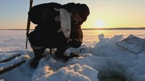 Проверка удочек. 42 день.