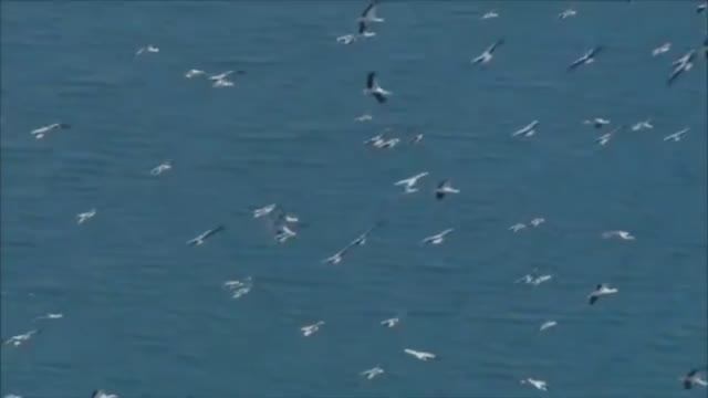 Птицы и море. Сергей Чекалин. Birds and the Sea. Sergey Chekalin смотреть онлайн