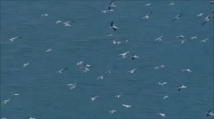 Птицы и море. Сергей Чекалин. Birds and the Sea. Sergey Chekalin