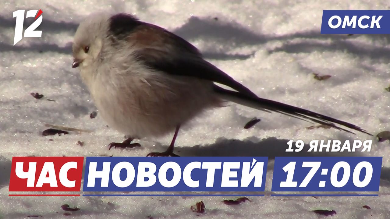 Редкая птица / Пожар в школе из-за петарды / Сказочный домик из снега. Новости Омска смотреть онлайн