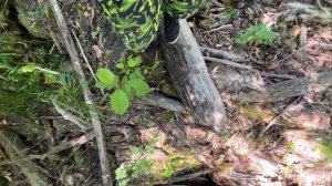 Малая Лаба Август