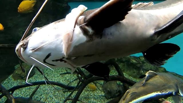 Екатеринбург. Океанариум. Подводный мир.