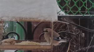 Неожиданные гости.