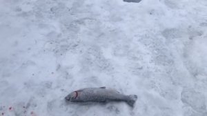 поимка форели на ратлин